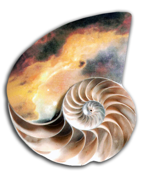 objets-wordsworth-2 Image of seashell objet.